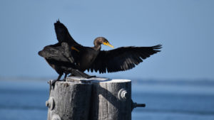 cormorant fort monroe