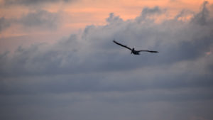 Pelican in Sky Fort Monroe